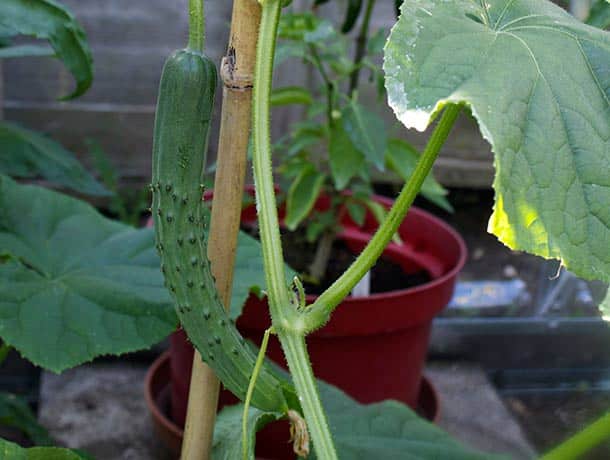 GROWING CUCUMBERS IN A POLYCARBONATE GREENHOUSE