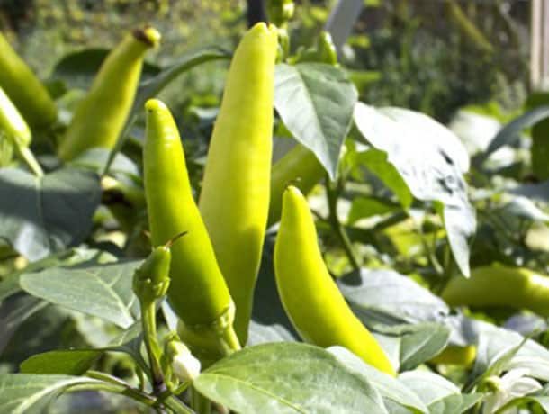 HOW TO GROW BIGGER CHILI PEPPERS