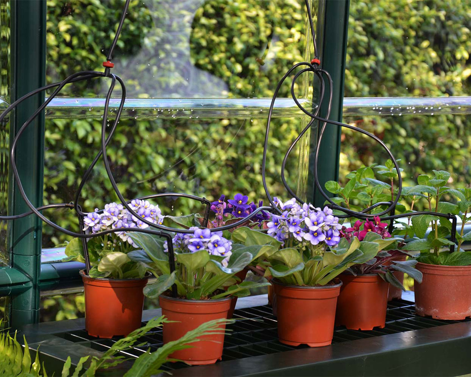 Snap & Grow 6 ft. x 12 ft. Greenhouse Silver Structure & Clear Panels flower Irrigation in close view