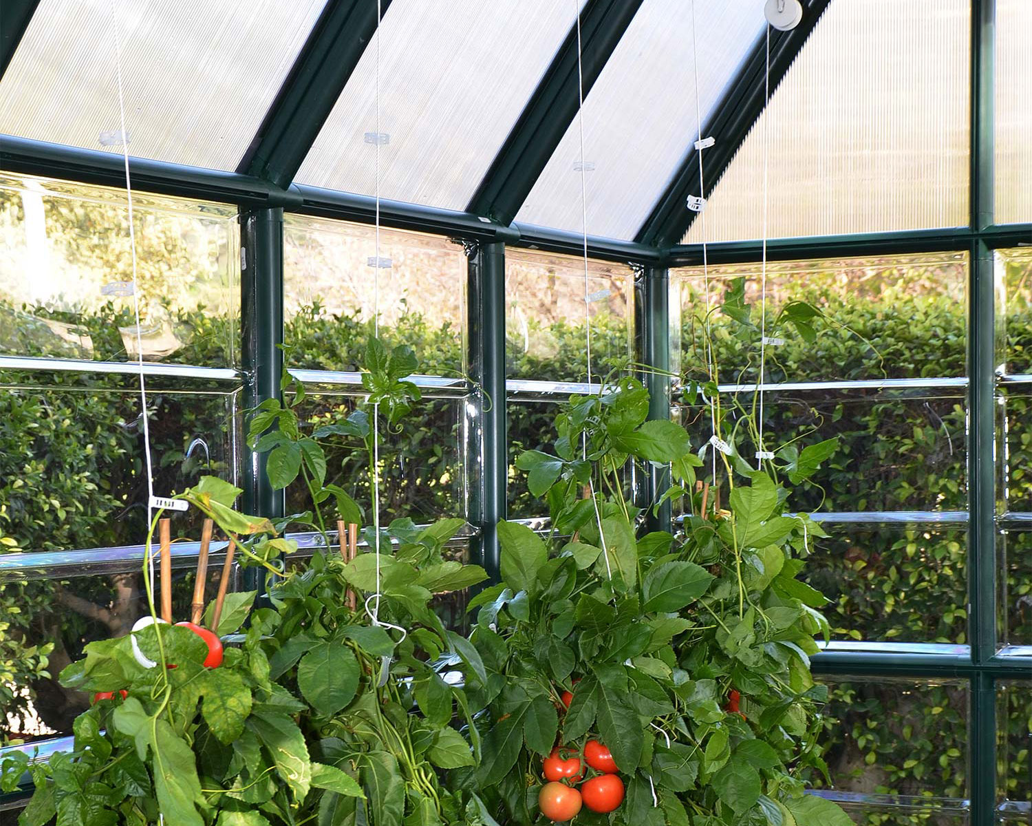 Snap &amp; Grow 6 ft. x 12 ft. Greenhouse Silver Structure &amp; Clear Panels tomato trail