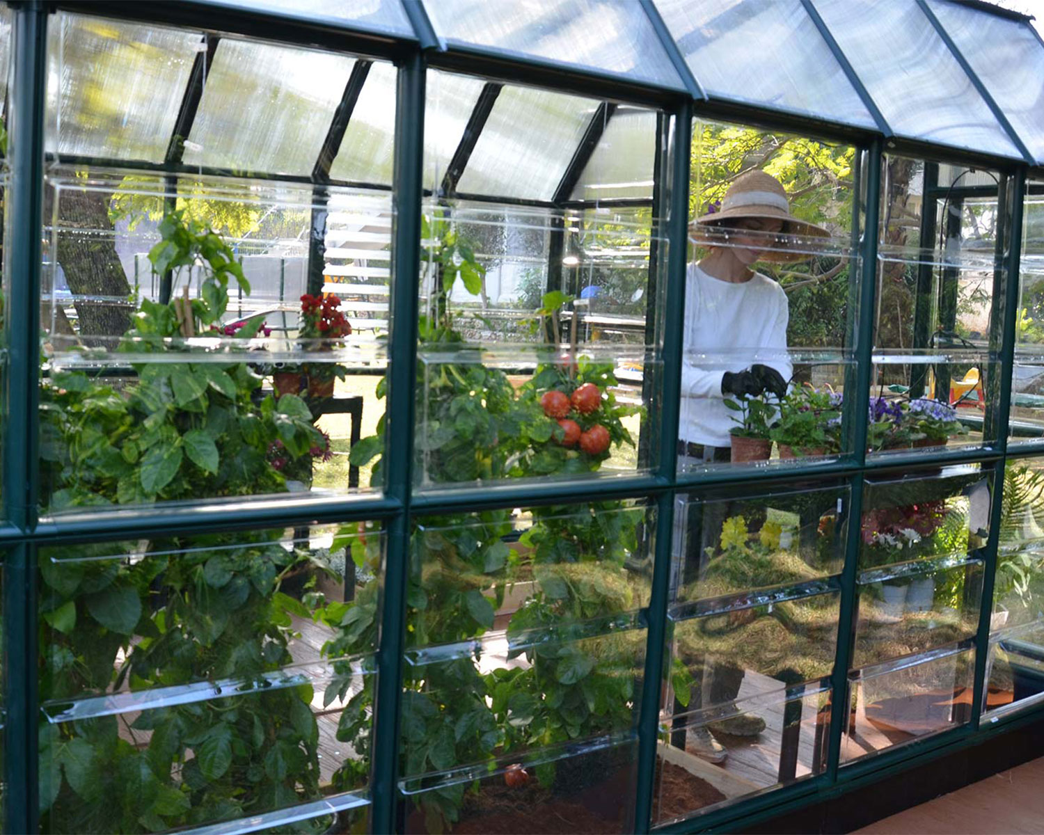 Snap &amp; Grow 6 ft. x 12 ft. Greenhouse Silver Structure &amp; Clear Panels growing plants close view