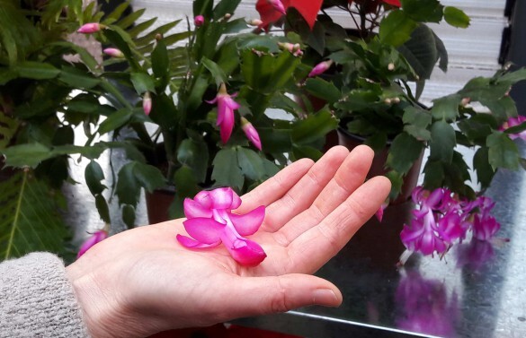 CARE TIPS FOR A CHRISTMAS CACTUS