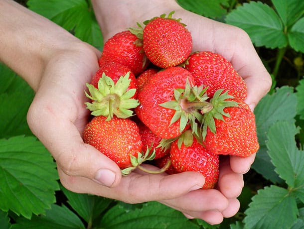 GEWÄCHSHAUS-ERDBEEREN ANBAUEN